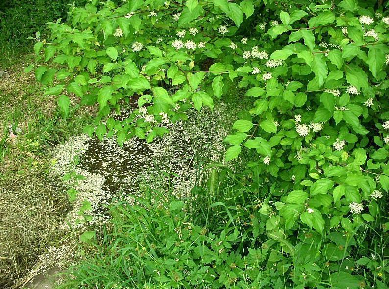 Cornus sanguinea / Corniolo sanguinello